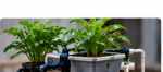 Automated Hydroponic Tower